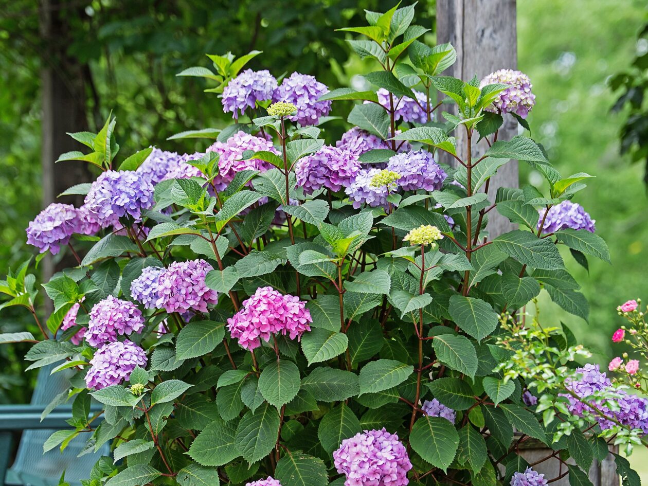 Hydrangea, Bigleaf Summer Bloomstruck Campbell's Nursery