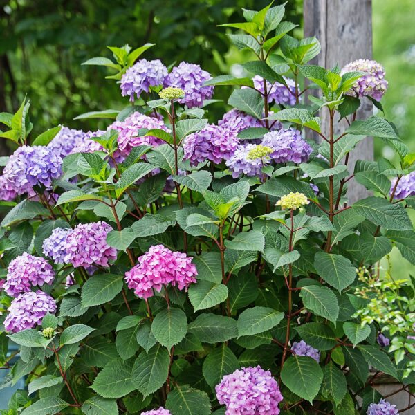 Hydrangea, Bigleaf Summer Bloomstruck