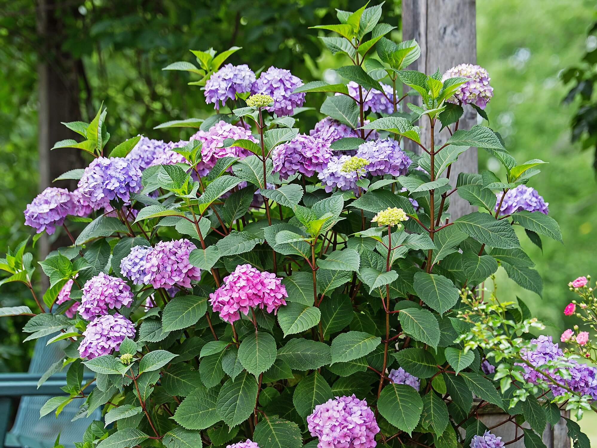 Hydrangea, Bigleaf Summer Bloomstruck