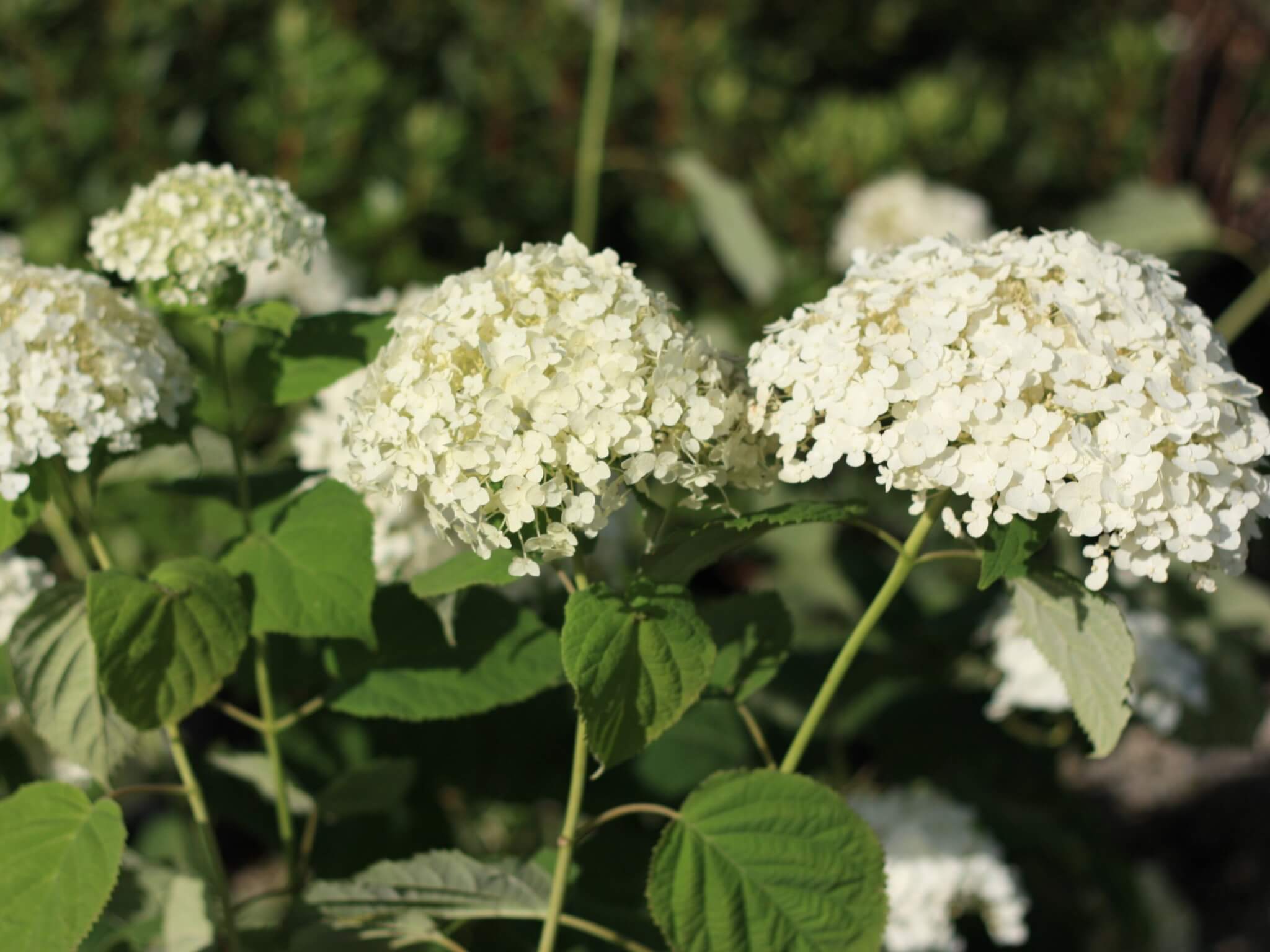 Hydrangea, Smooth Incrediball