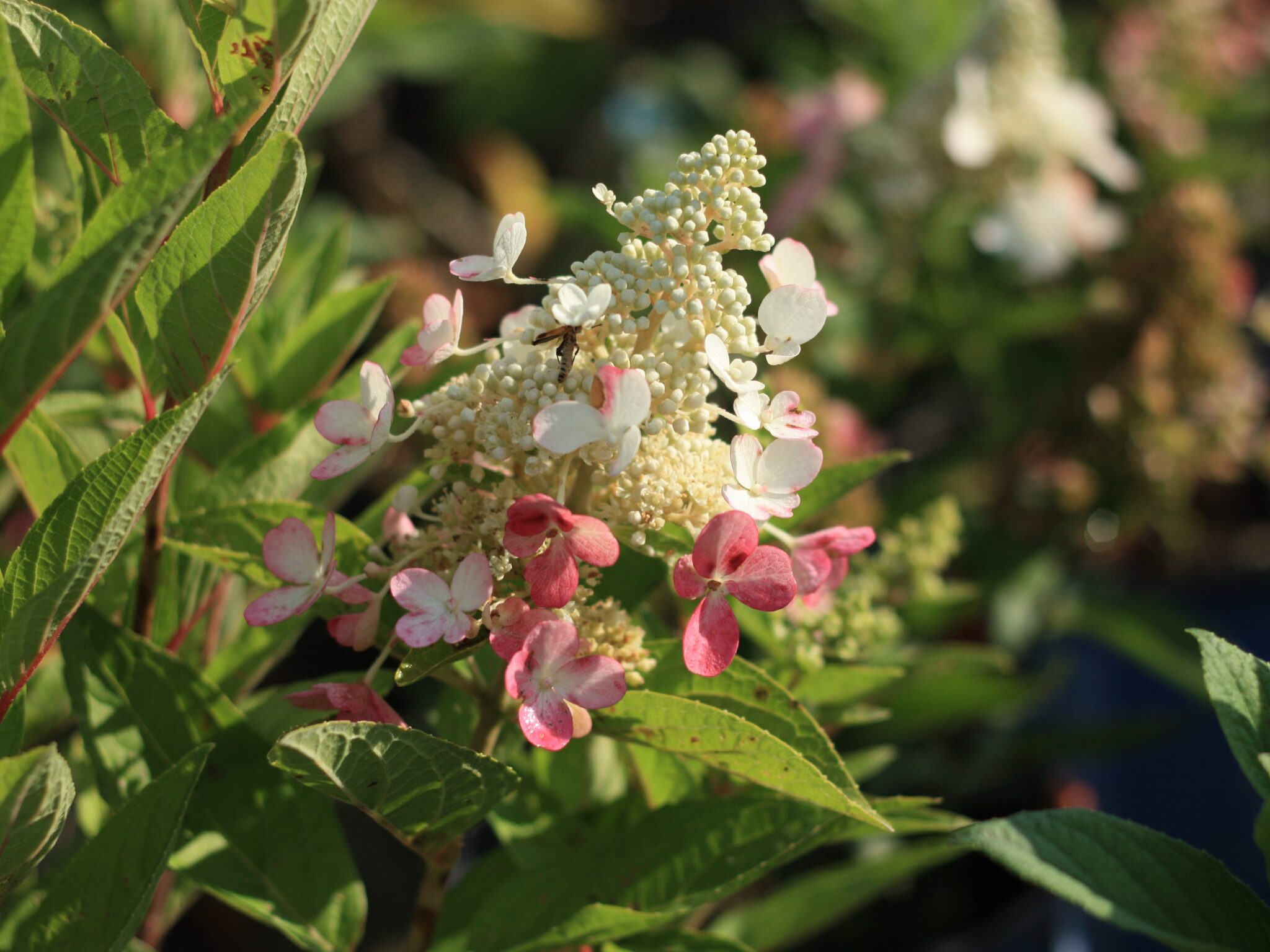 Hydrangea, Panicle Lavalamp Flare Campbells Nursery