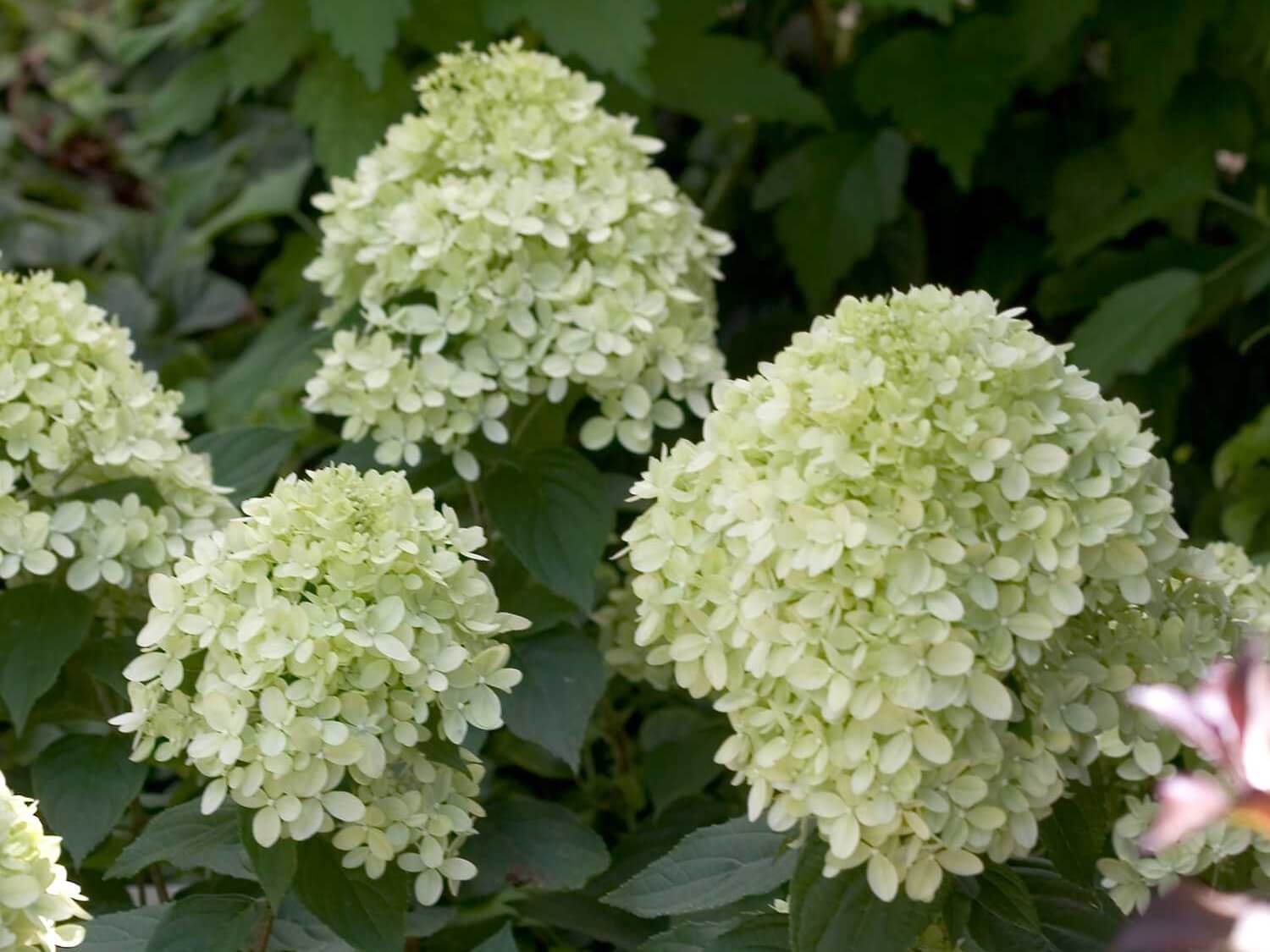 Hydrangea, Panicle Little Lime