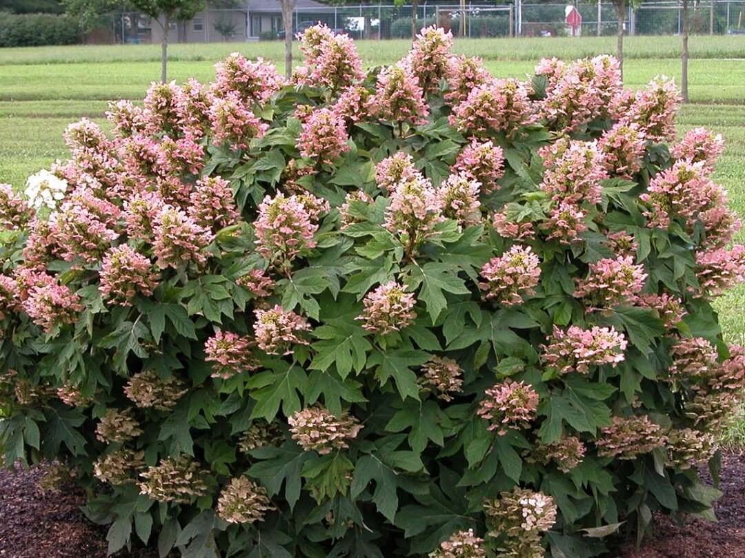 Hydrangea, Oakleaf Munchkin