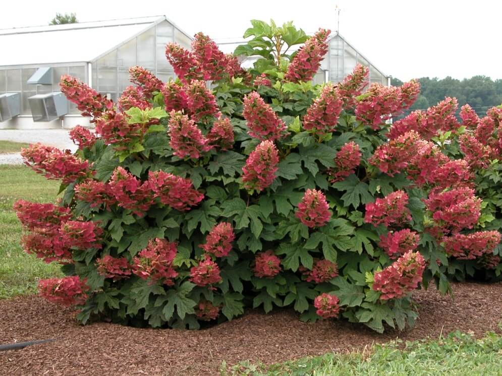 Hydrangea, Oakleaf Ruby Slippers