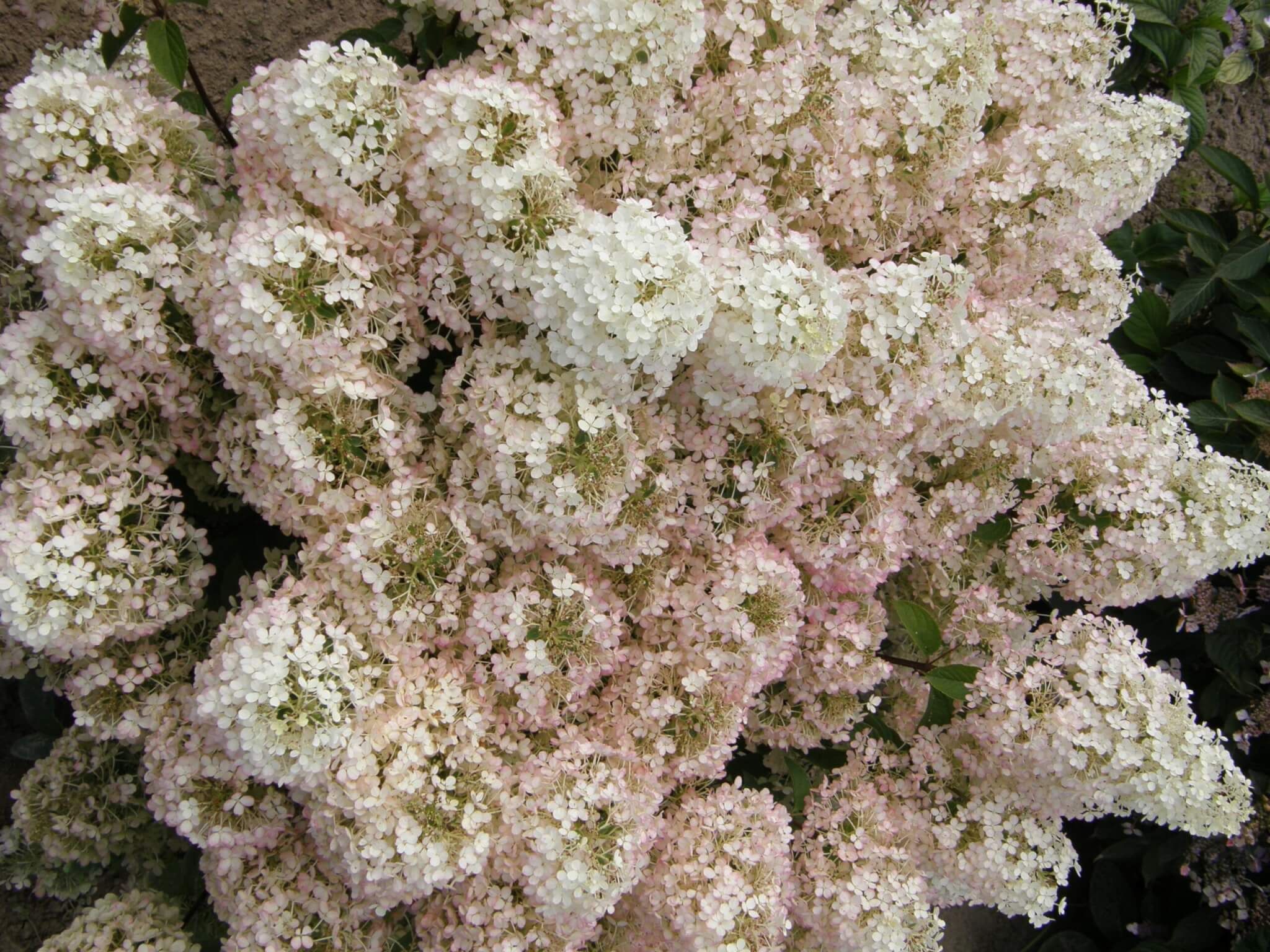 Hydrangea, Panicle Bobo