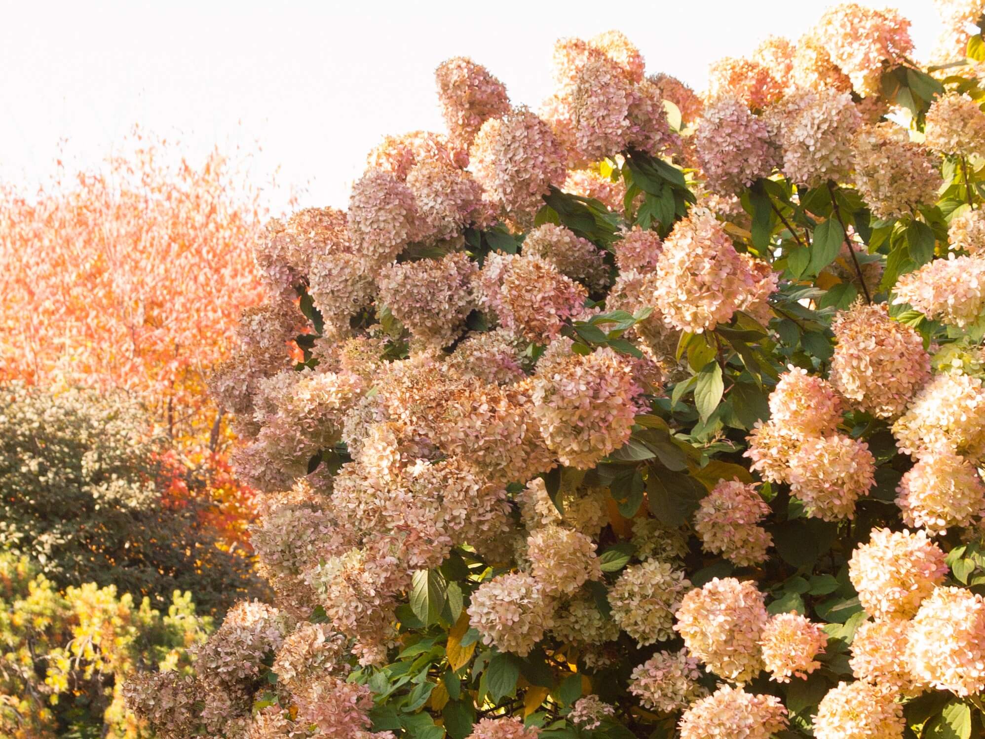 Hydrangea, Panicle Limelight