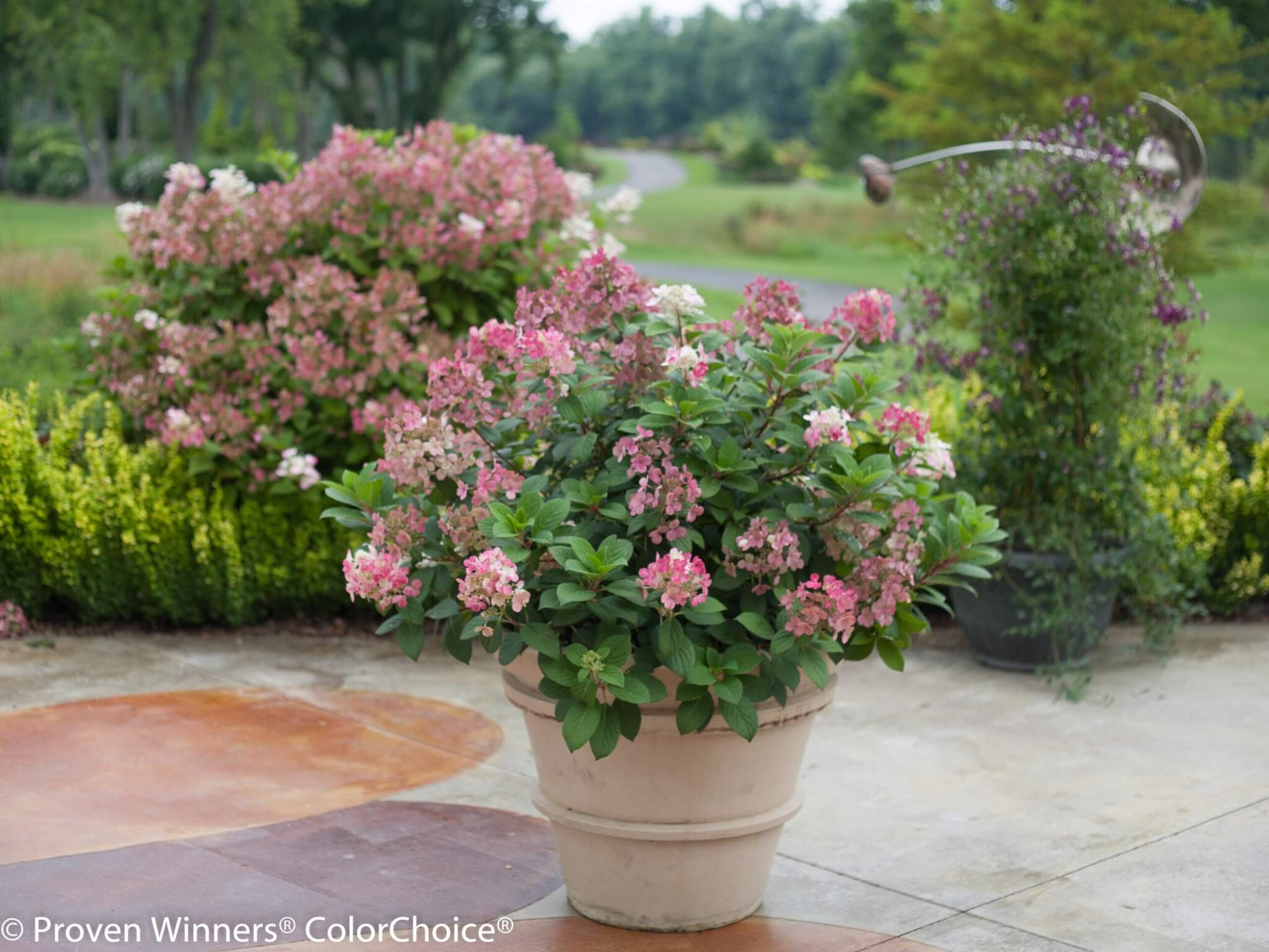 Hydrangea, Panicle Little Quick Fire