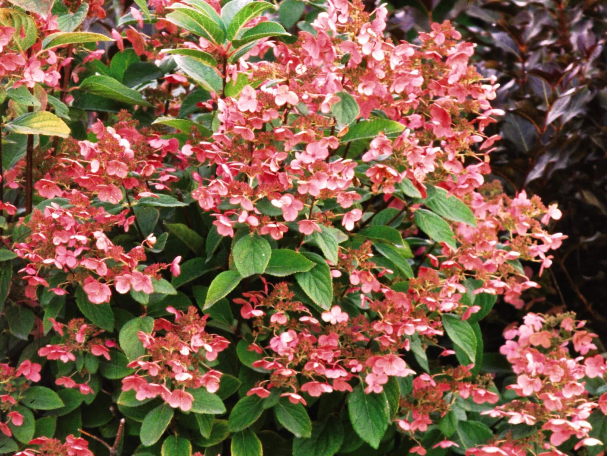 Hydrangea, Panicle Quick Fire