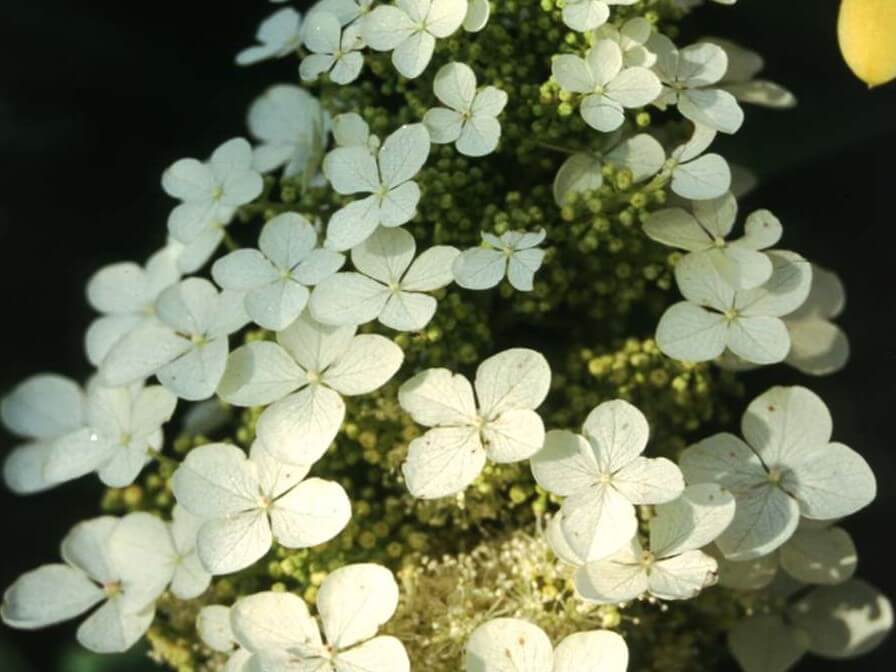 Hydrangea, Oakleaf Pee Wee