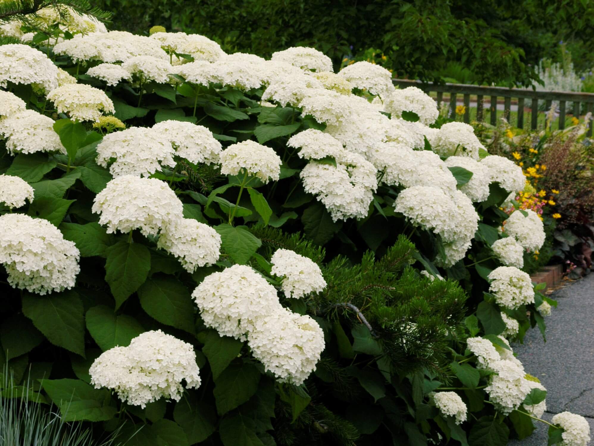 Hydrangea, Smooth Annabelle