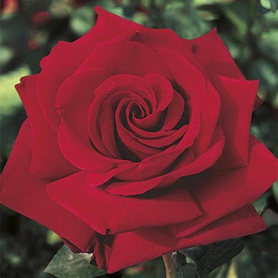 Hybrid Tea Rose, Ingrid Bergman