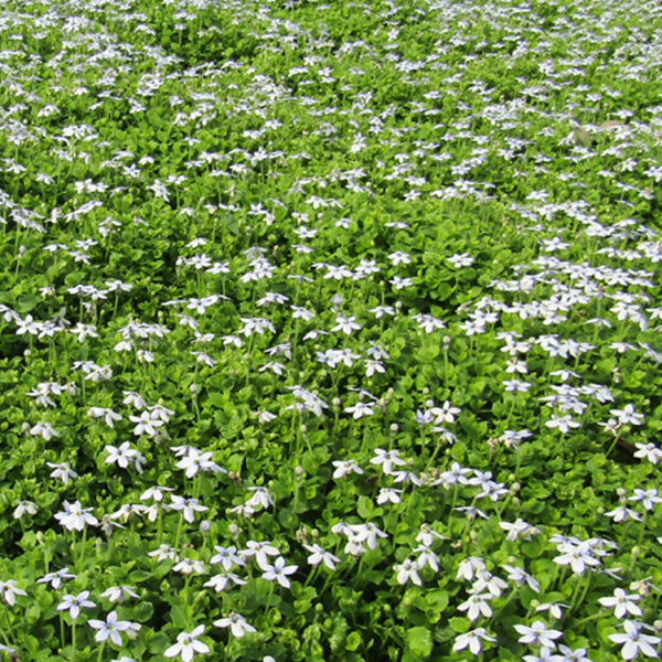 Blue Star Creeper