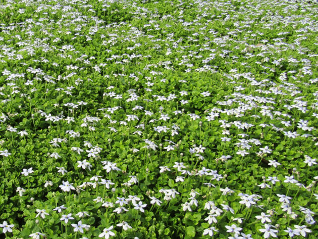 Blue Star Creeper