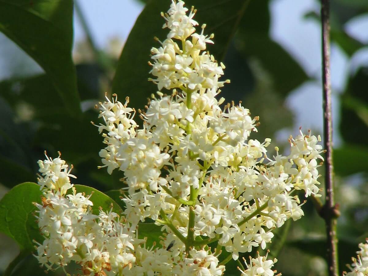 Lilac, Japanese Tree Ivory Silk