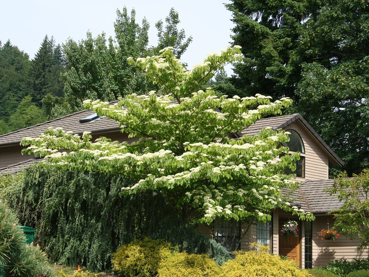Dogwood, June Snow