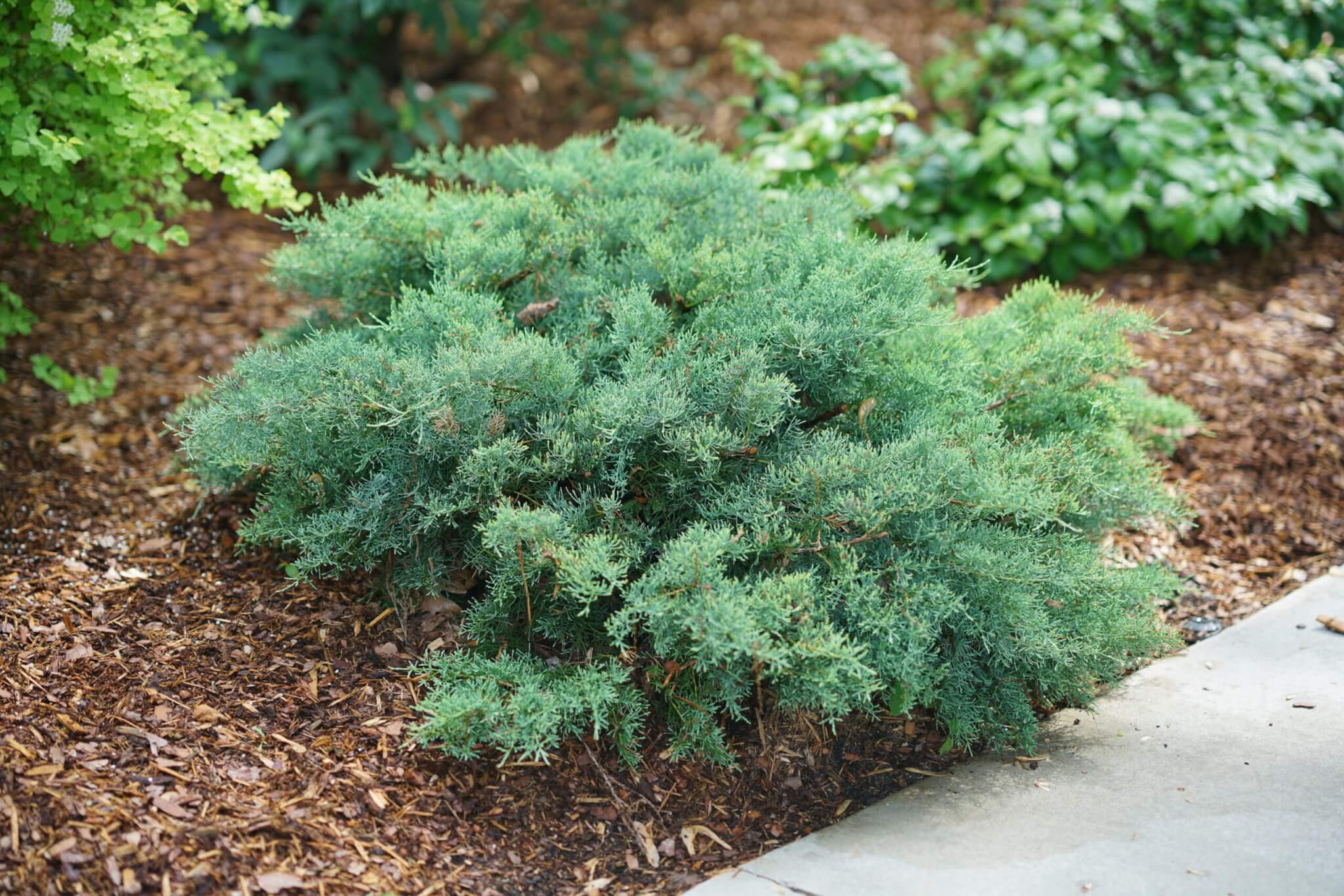 Juniper, Montana Moss