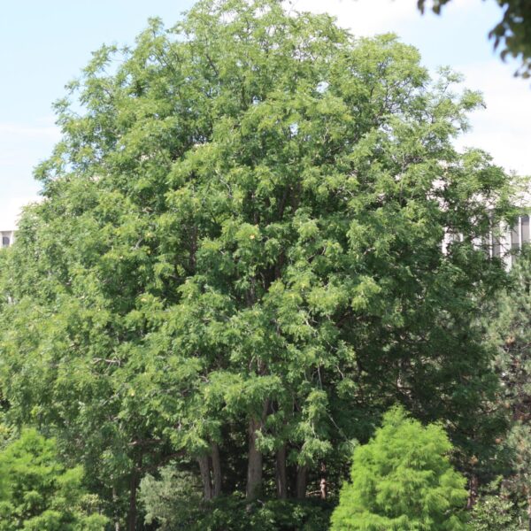 Coffeetree, Kentucky