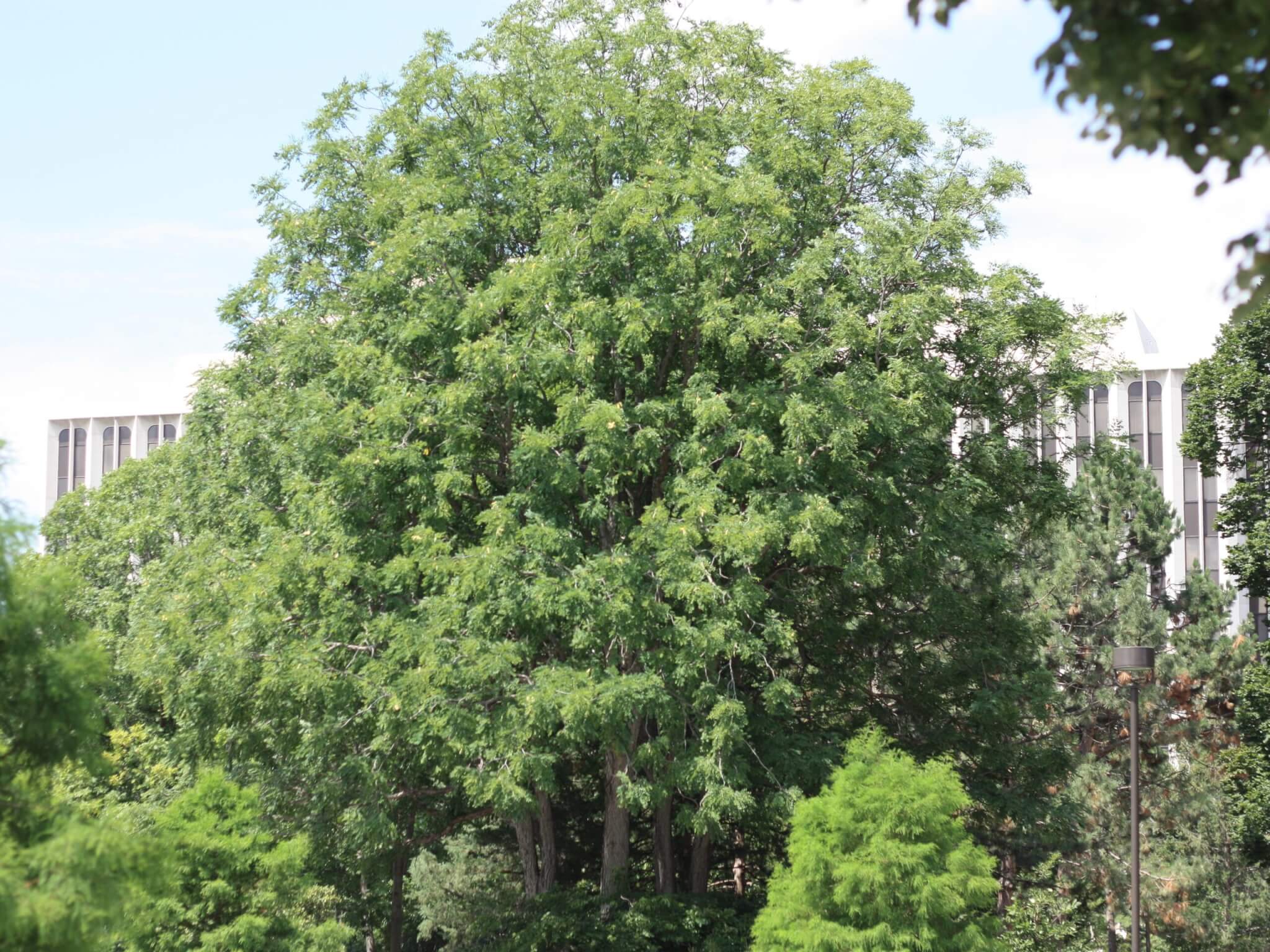 Coffeetree, Kentucky