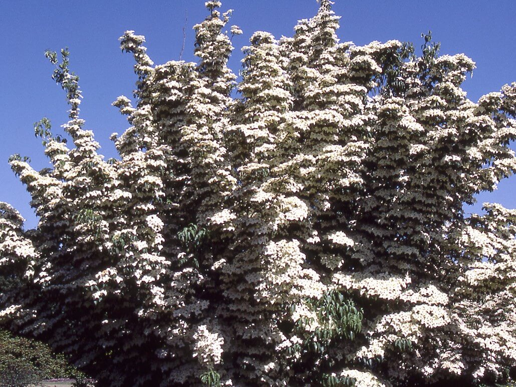 Dogwood, Kousa