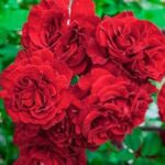 Climbing Rose, Lady in Red