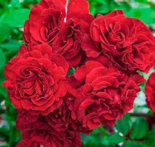 Climbing Rose, Lady in Red