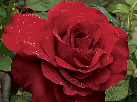 Hybrid Tea Rose, Legends