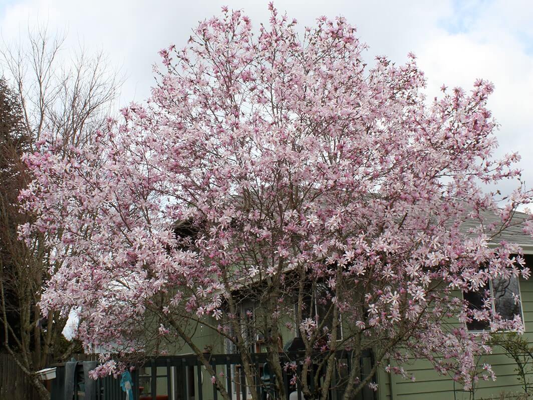 Magnolia, Loebner Leonard Messel