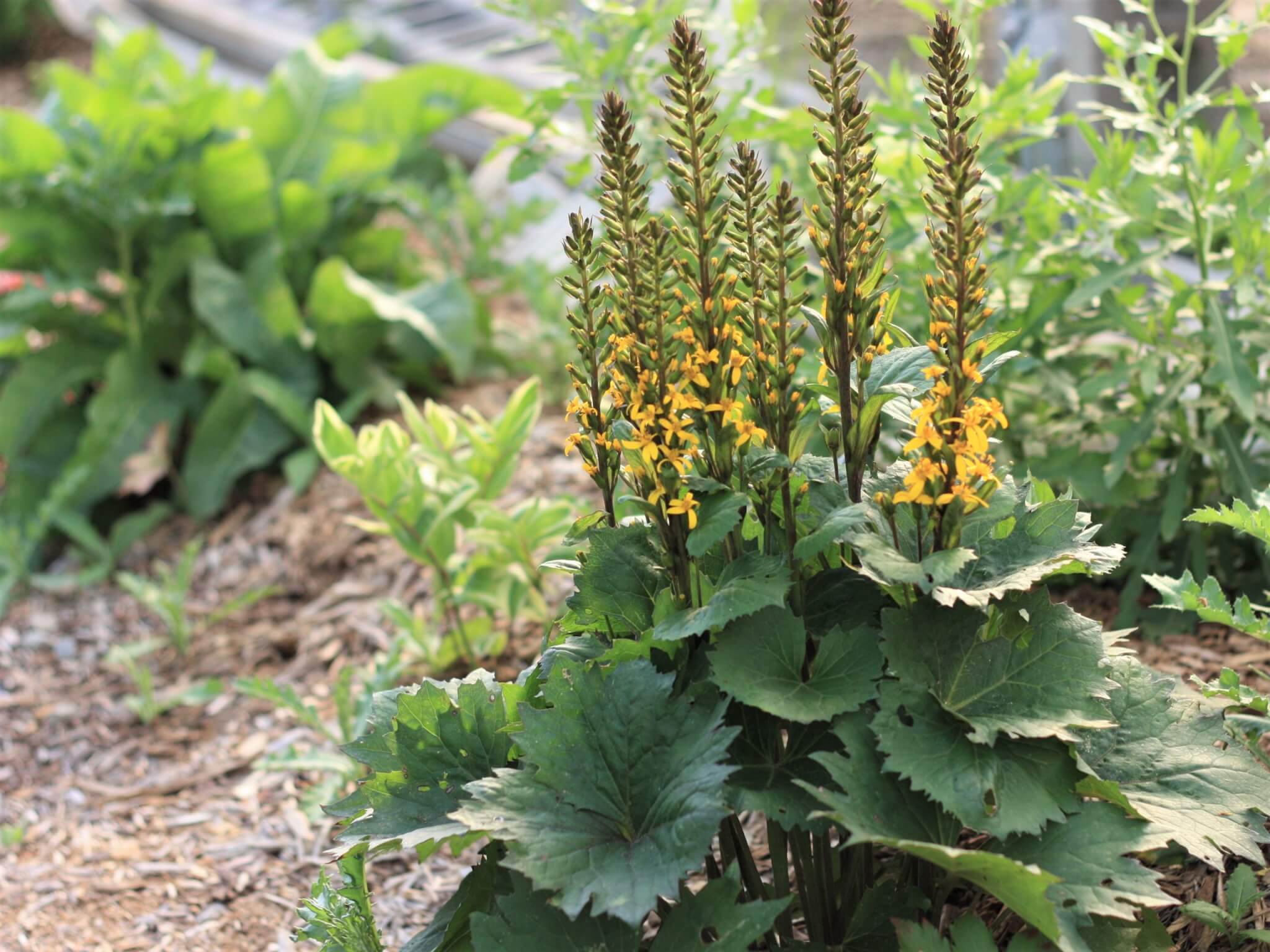 Ligularia, Little Rocket