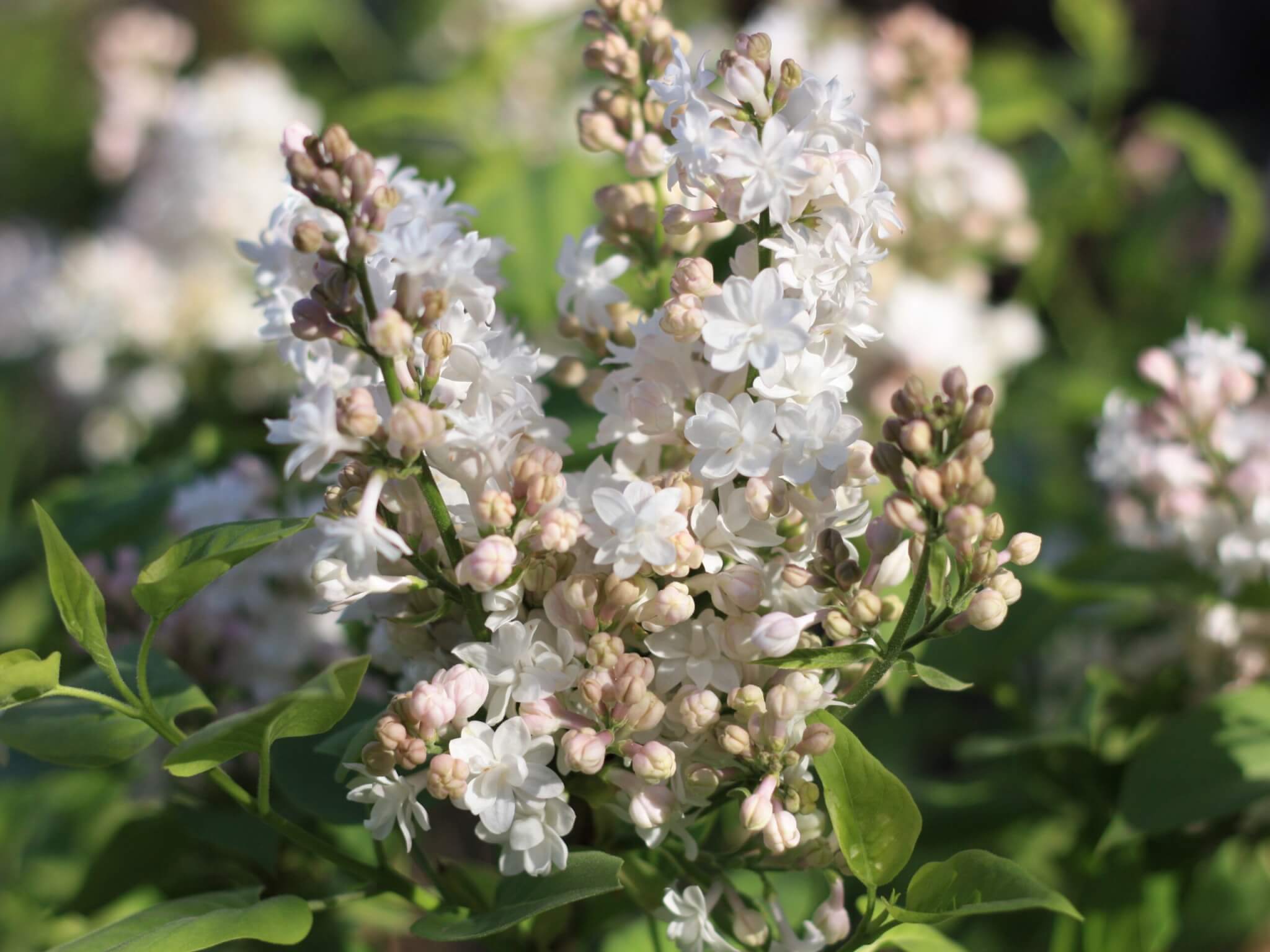 Lilac, French Angel White