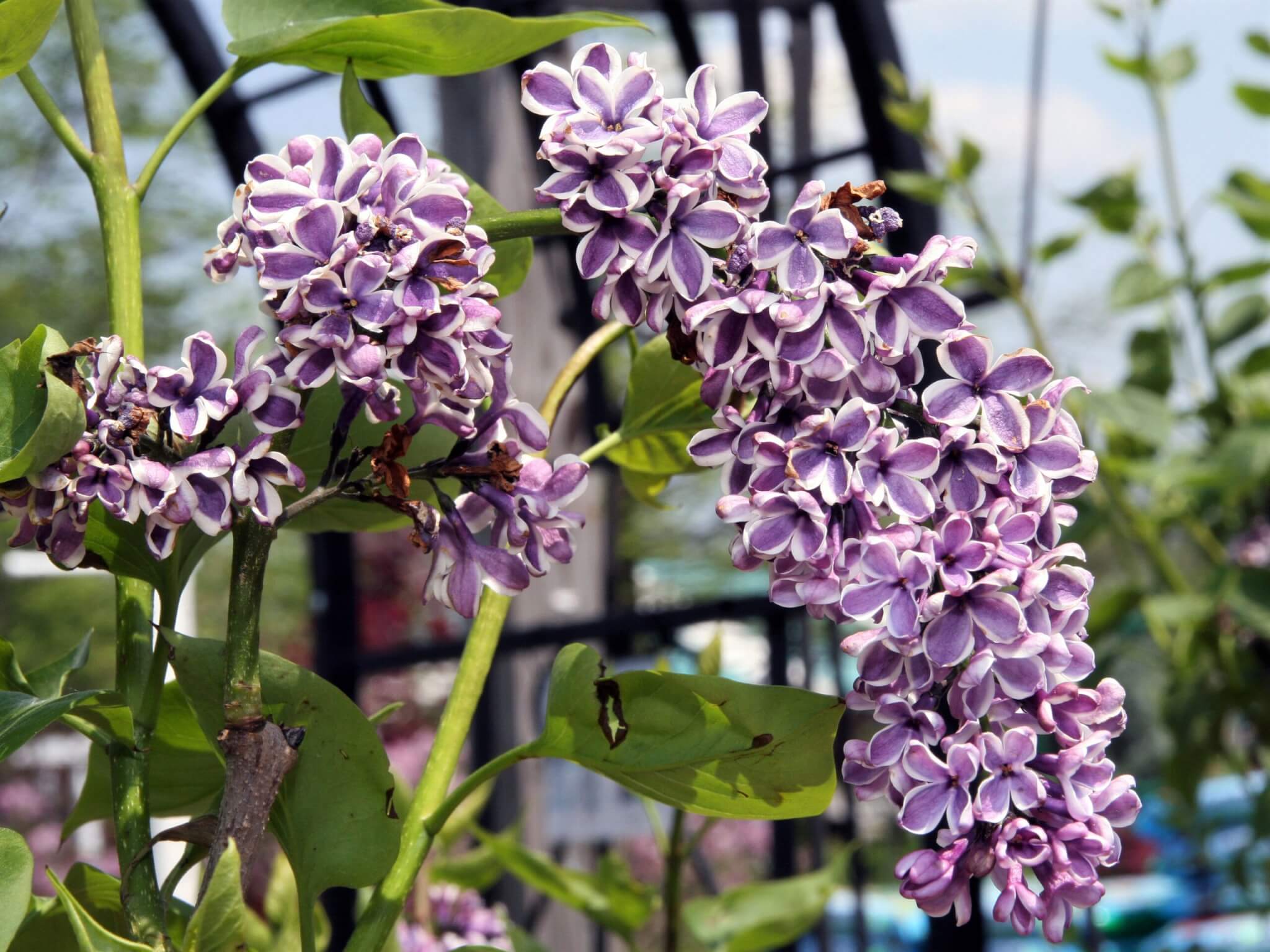 Lilac, French Sensation