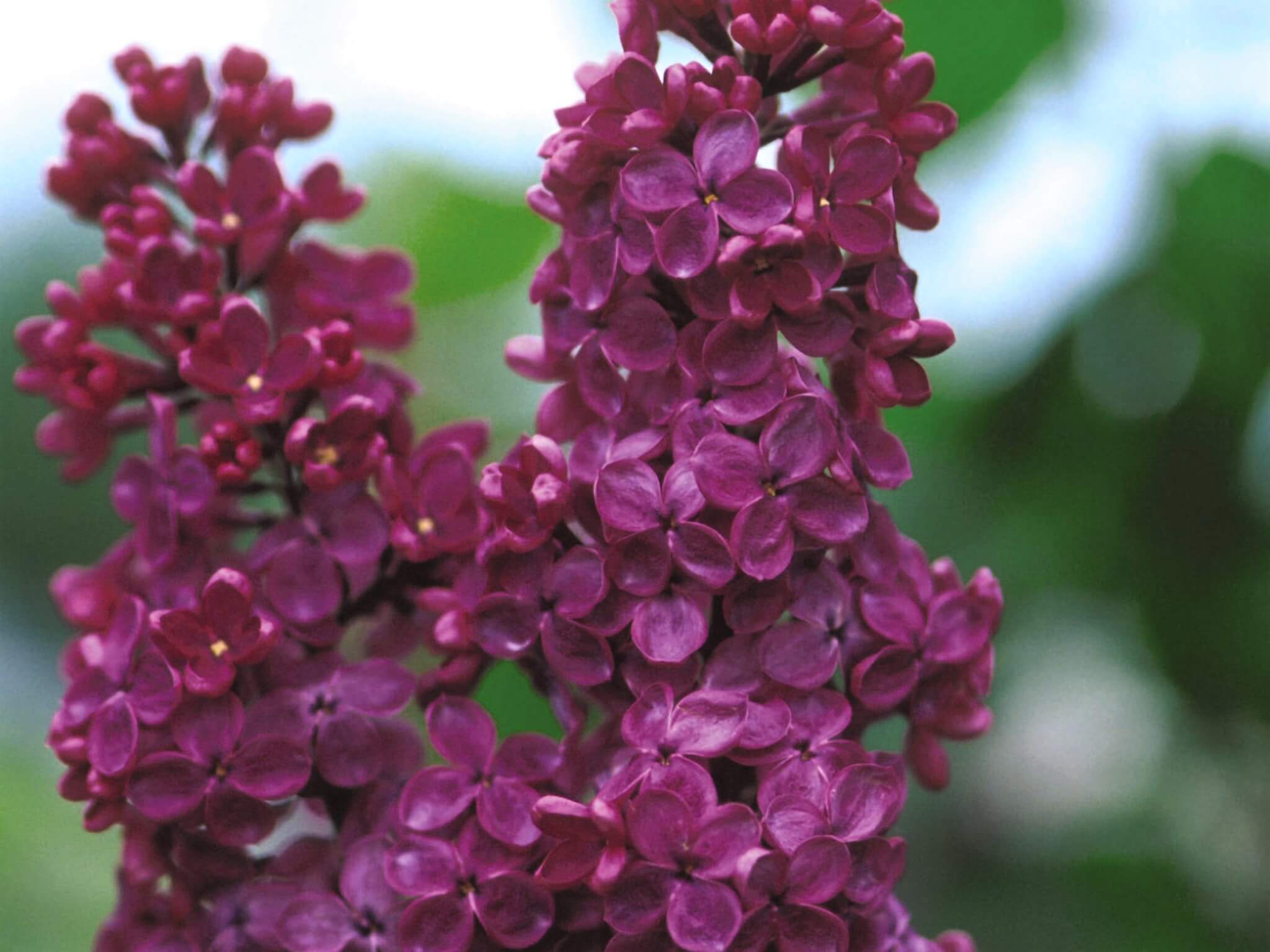 Lilac, French Ludwig Spaeth