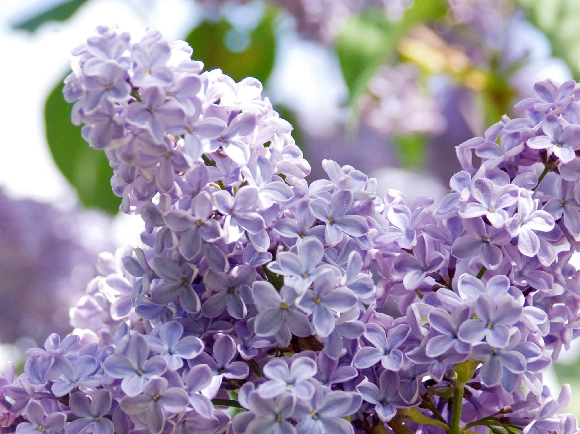 Lilac, French President Lincoln