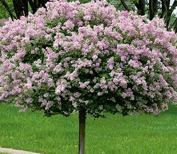 Lilac, Dwarf Korean