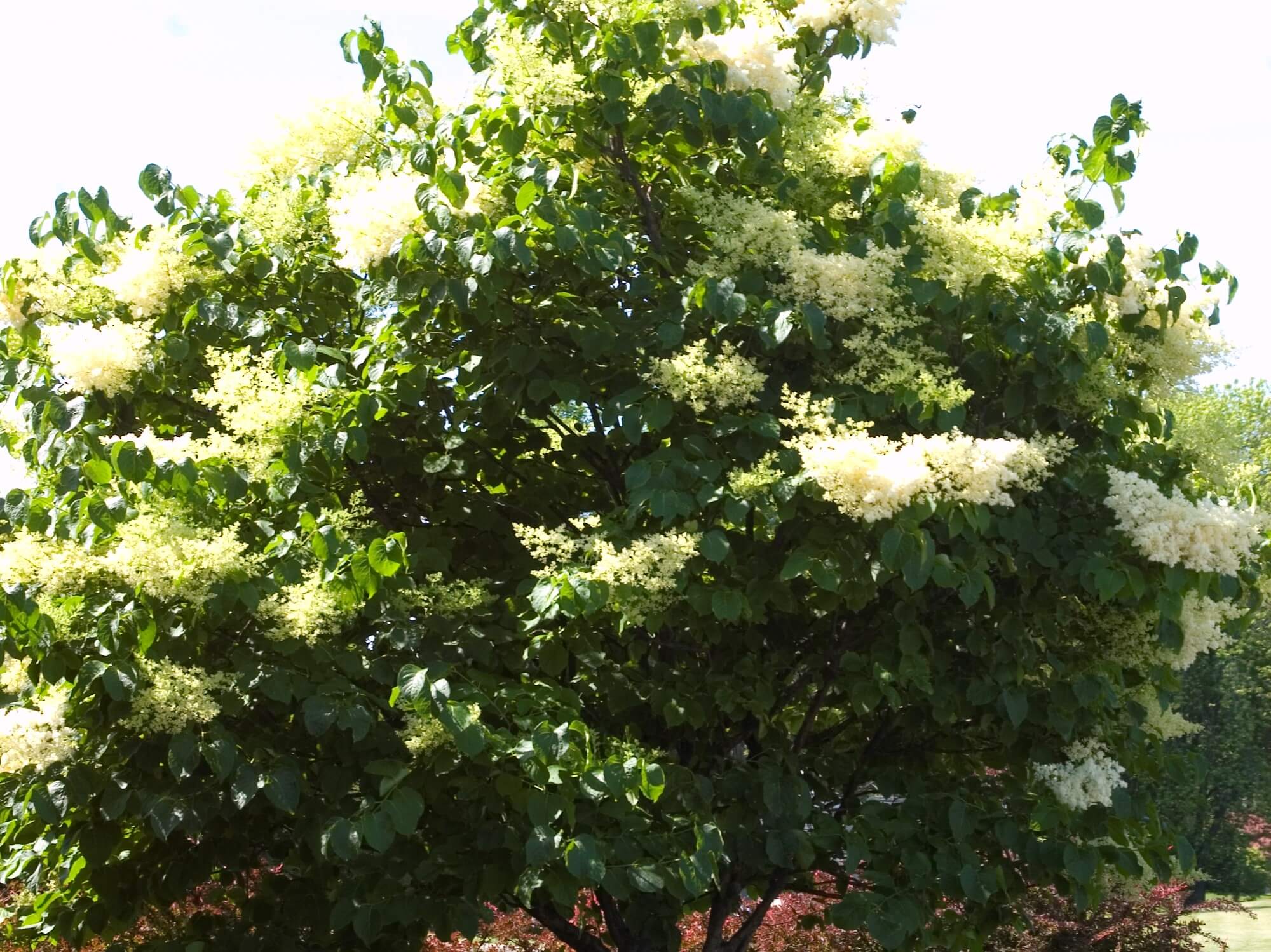 Lilac, Japanese Tree