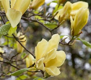 Magnolia, Hybrid Butterflies