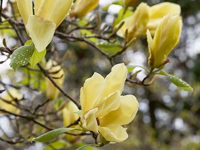 Magnolia, Hybrid Butterflies