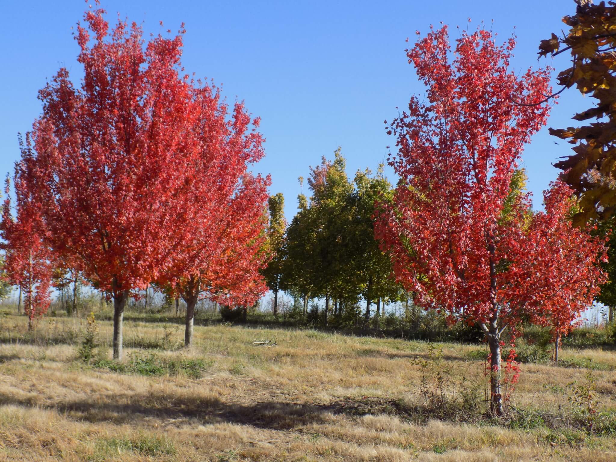 Maple, Freeman Autumn Blaze