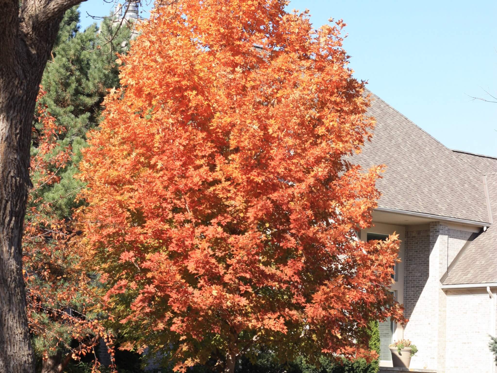 Maple, Sugar Fall Fiesta