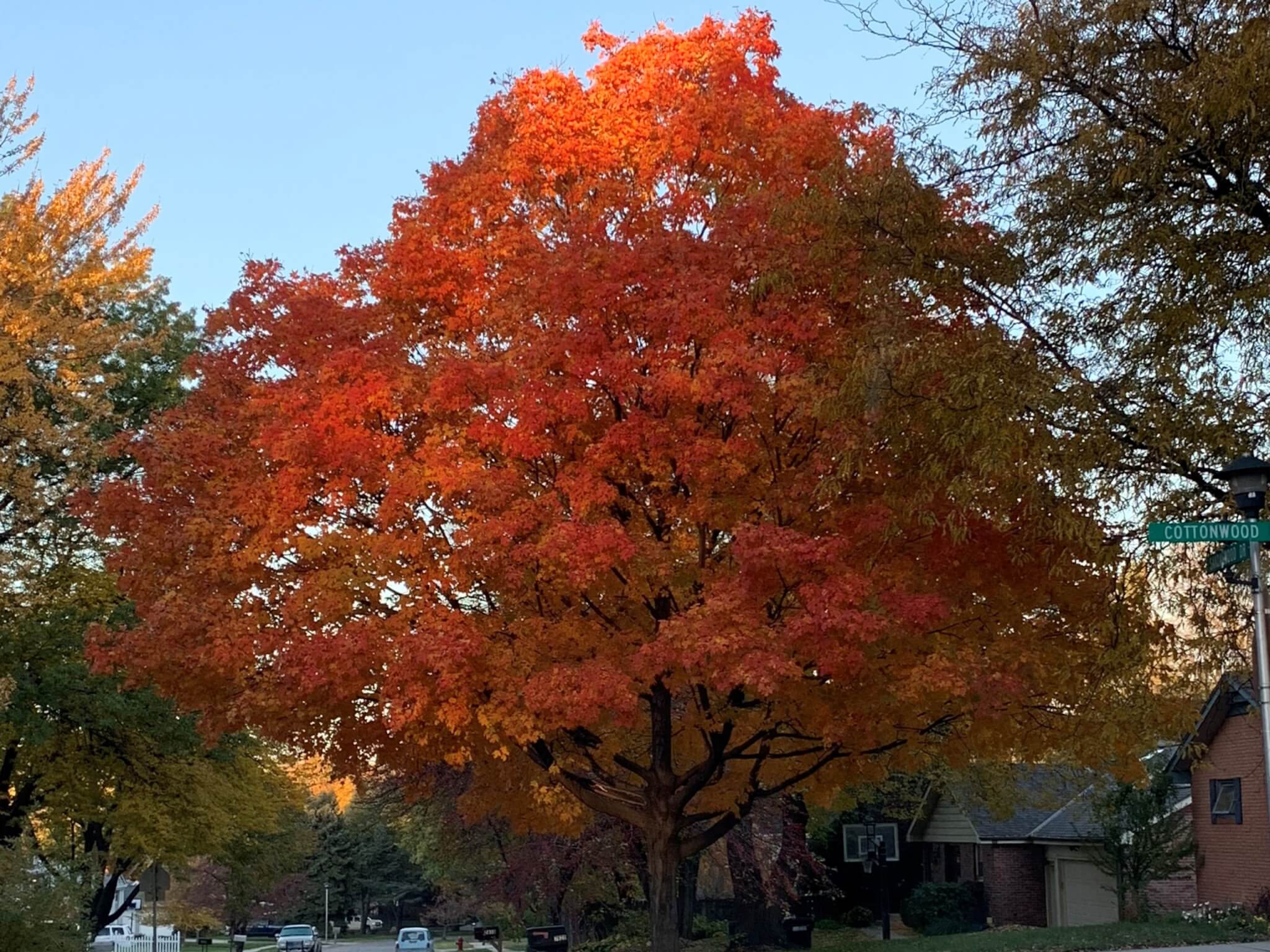 Maple, Sugar