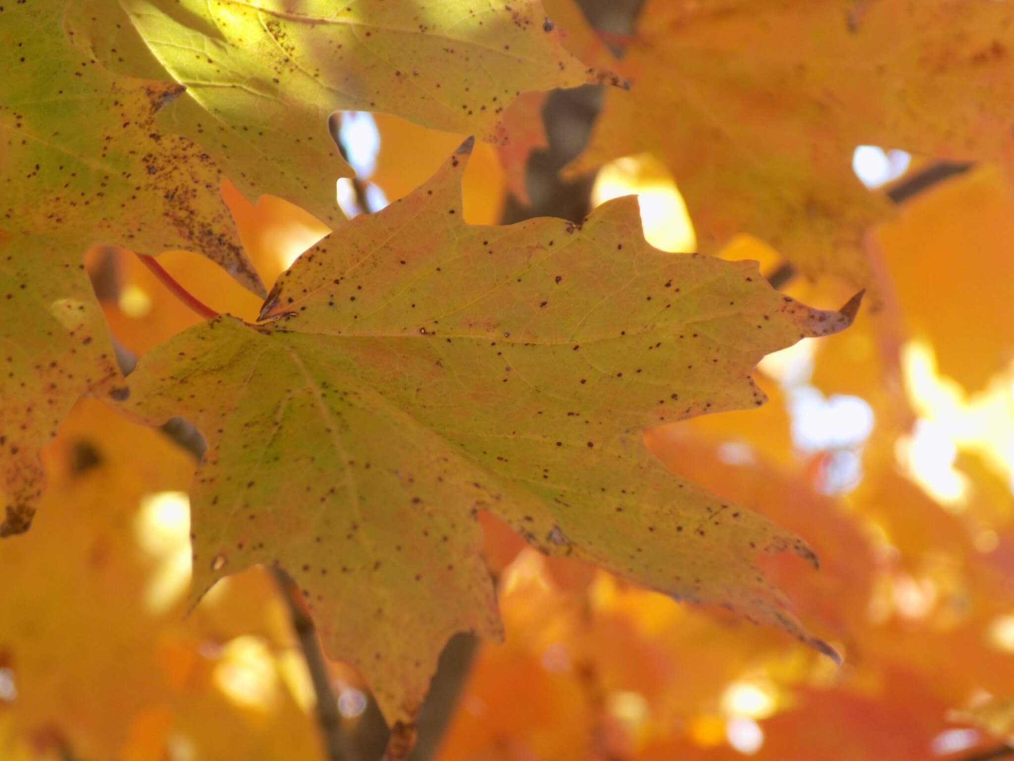 Maple, Sugar Legacy