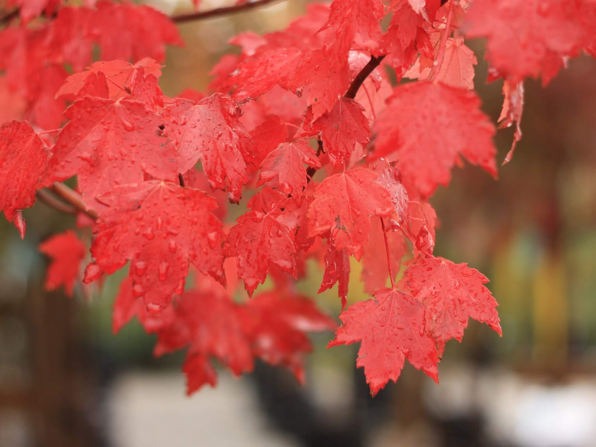 Maple, Red Sun Valley