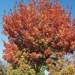 Maple, Sugar Commemoration