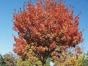 Maple, Sugar Commemoration