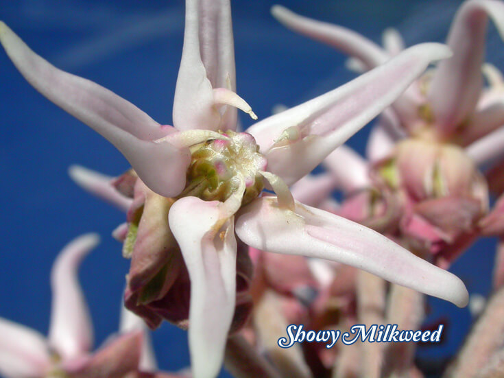 Milkweed, Showy