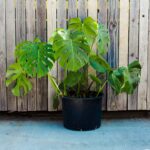 Monstera deliciosa