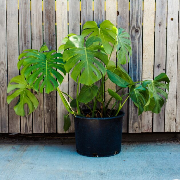 Monstera deliciosa