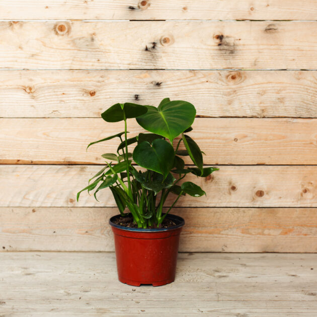 Monstera deliciosa - Image 2