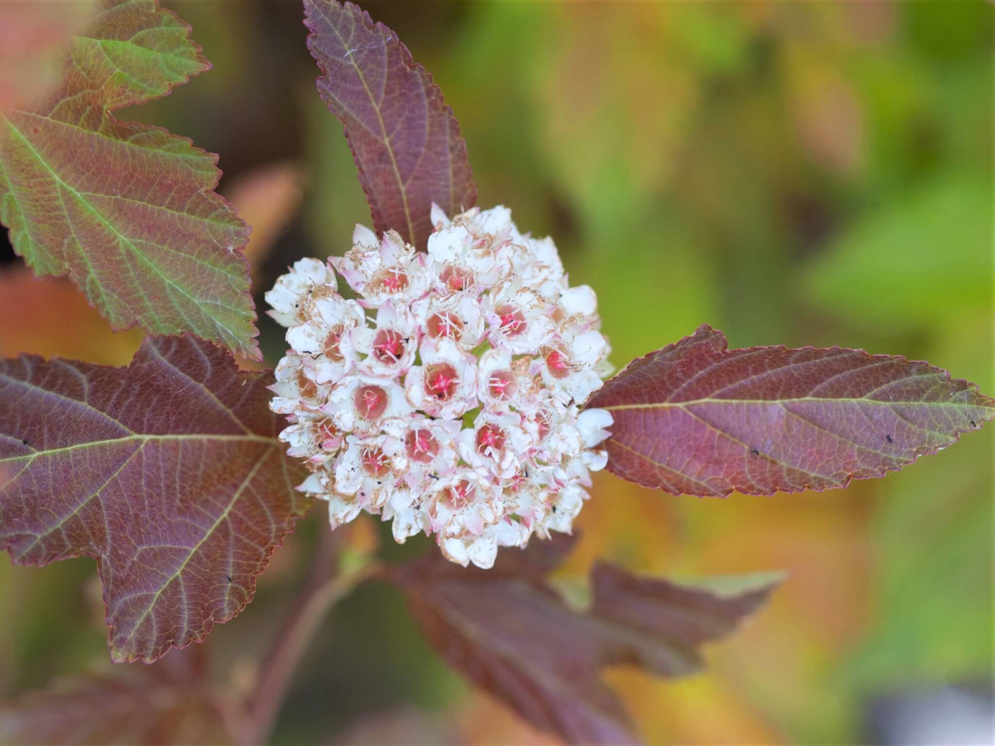 Ninebark, Amber Jubilee