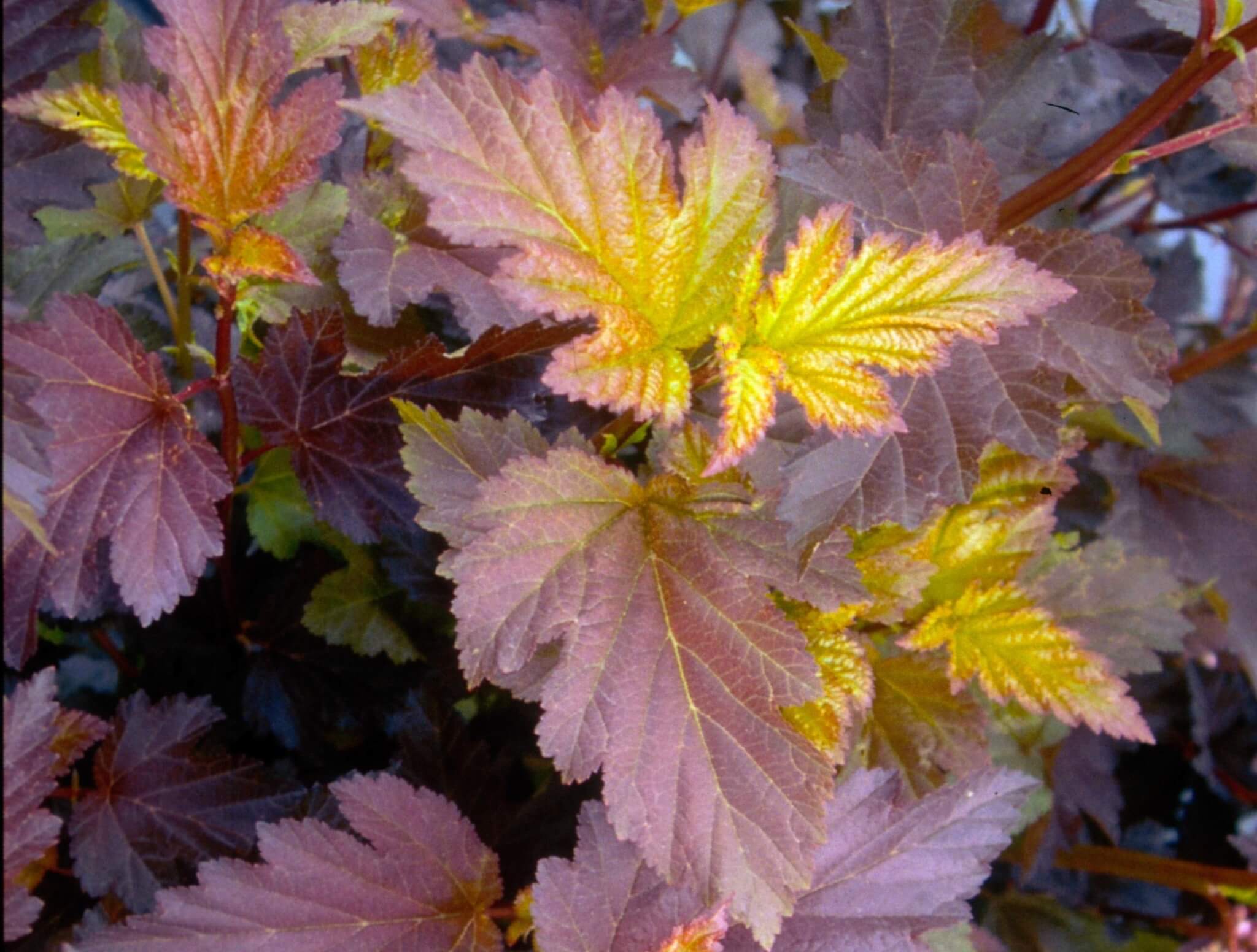 Ninebark, Center Glow