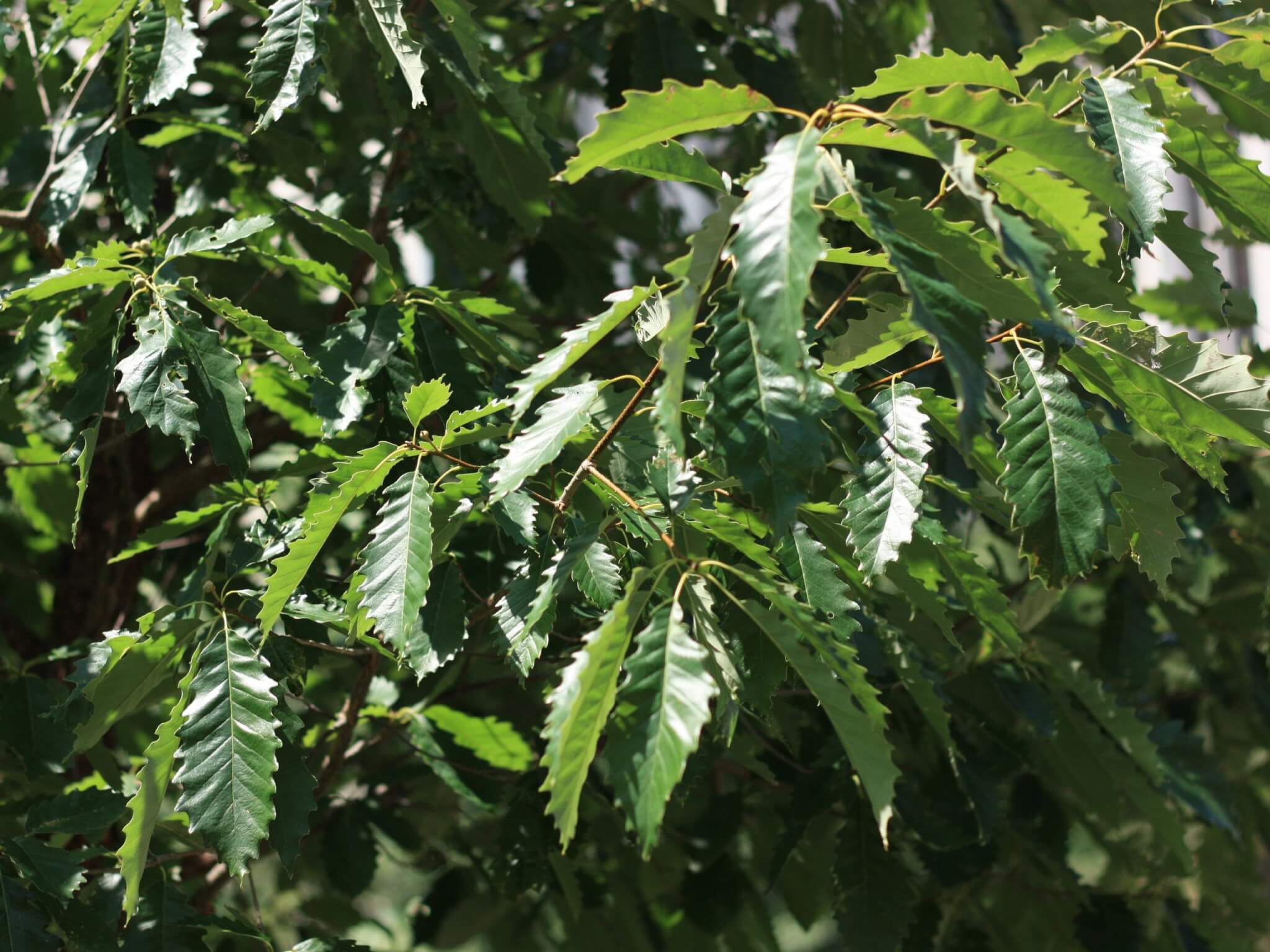 Oak, Chinkapin